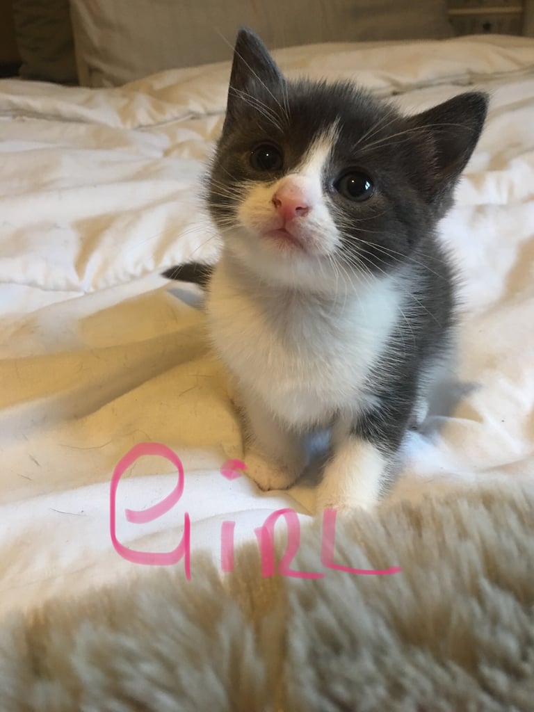 Adorable kittens  all sold pending 