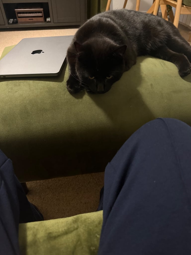 Bombay Cat