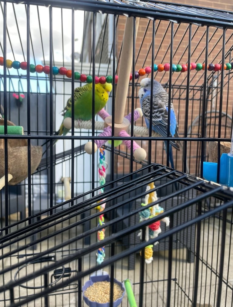 birds for sale Birmingham 