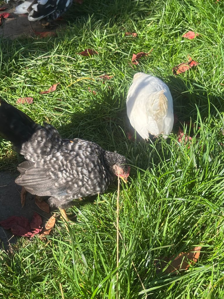 Serama young pair