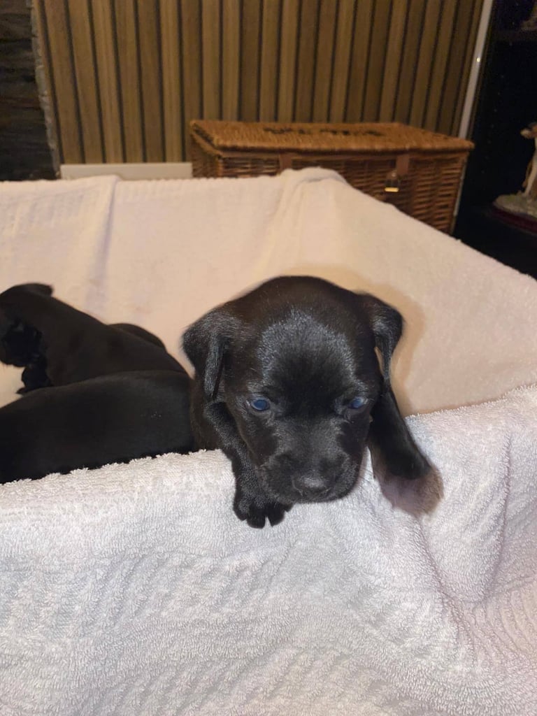 Patterdale terriers