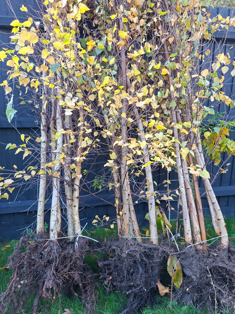 image for Silver Birch Trees Betula Pendula 