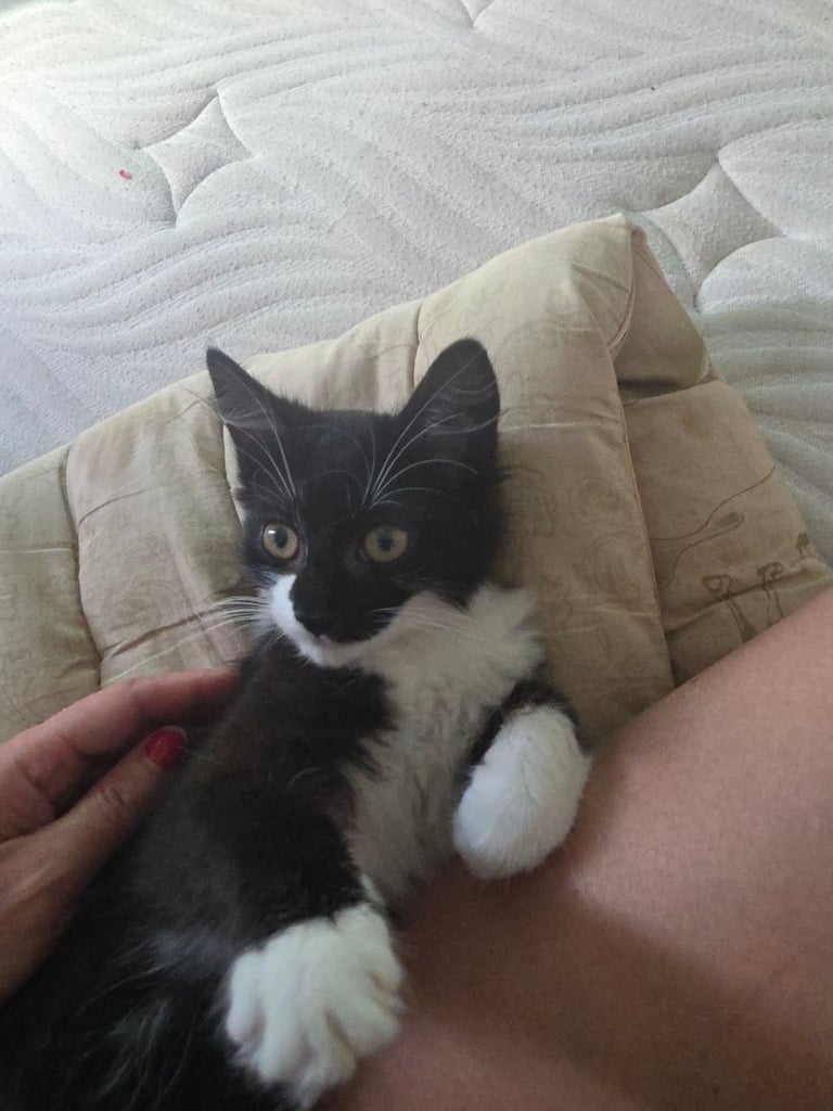 image for Kitten
