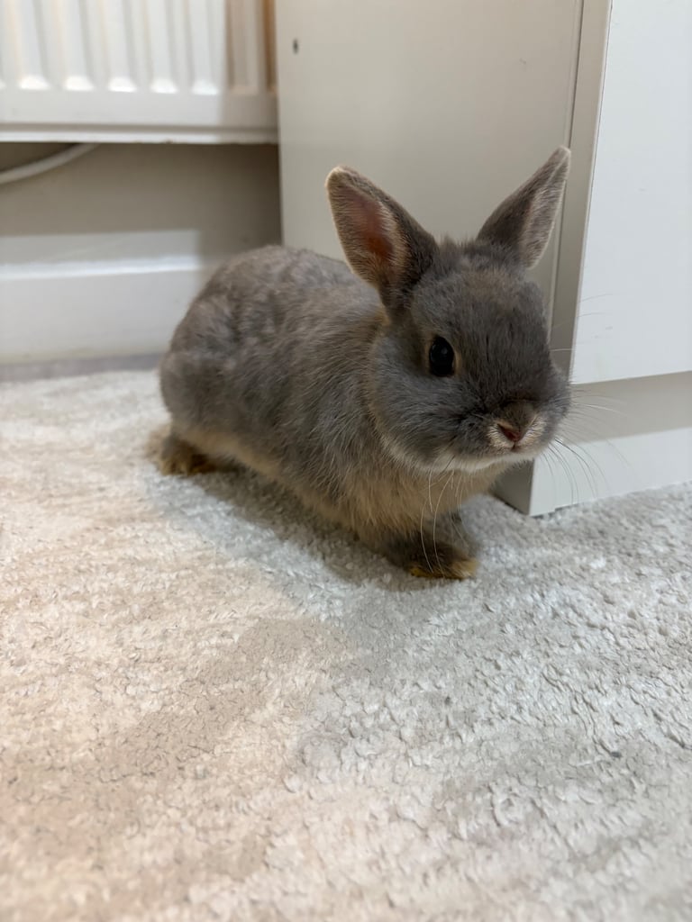 image for Milo Netherlands dwarf rabbit 