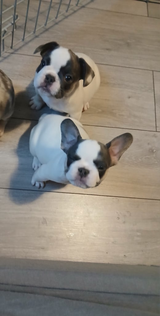 FRENCHYS ONLY 3 GIRLS LEFT