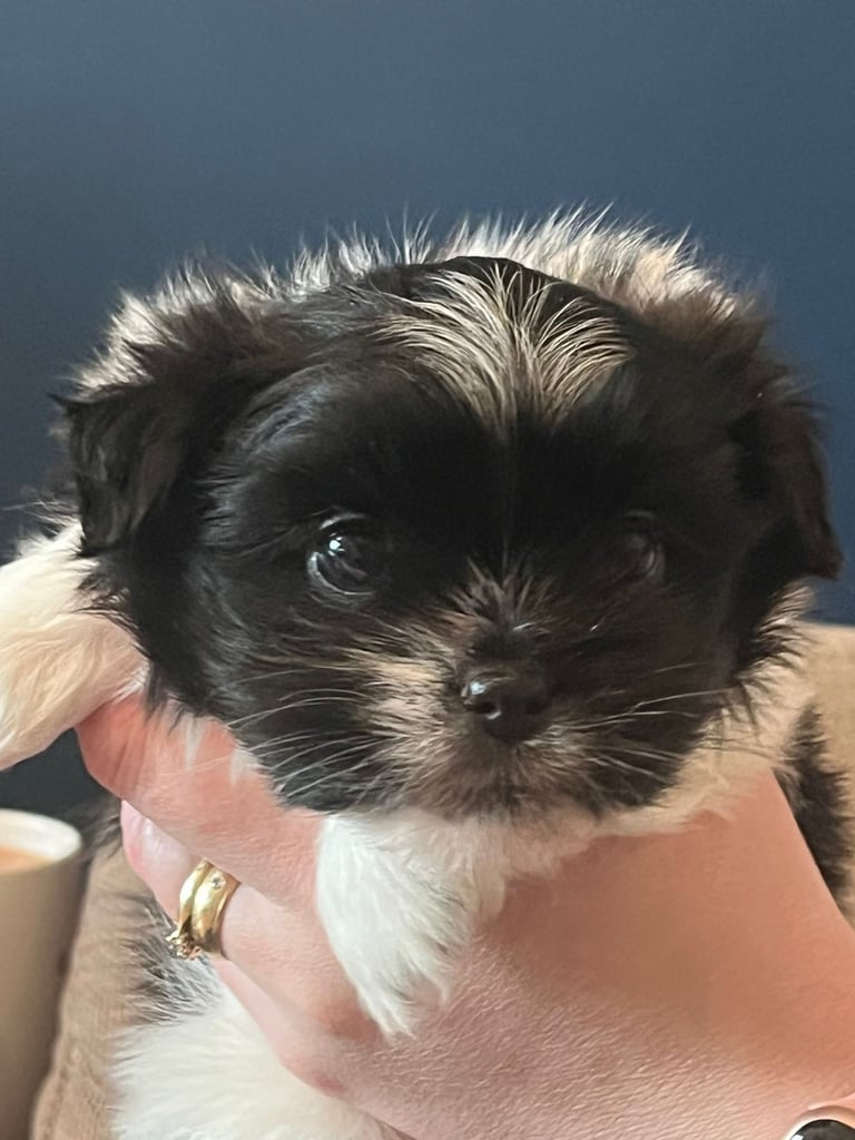 Beautiful male Shih Apso