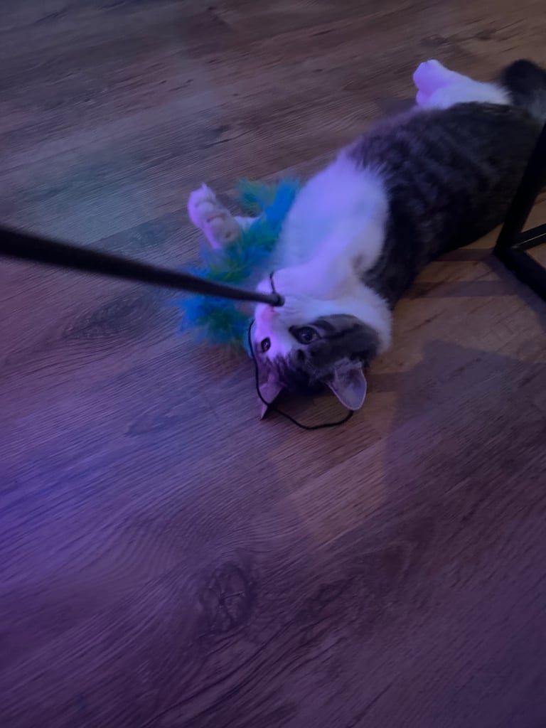 Male British long hair / Maine coon 6 month old - neutered, jabbed etc 