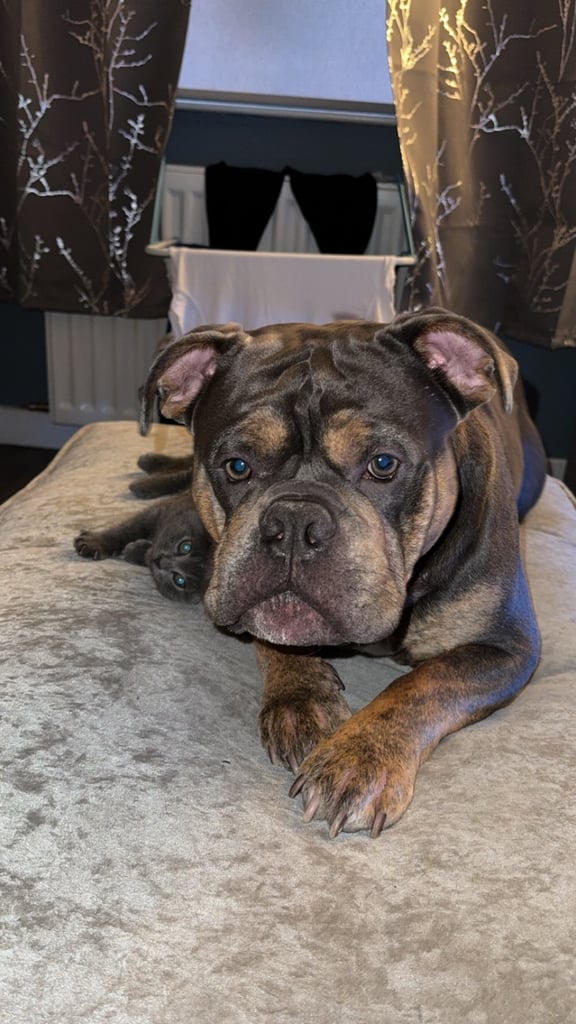 Oldee English bulldog 