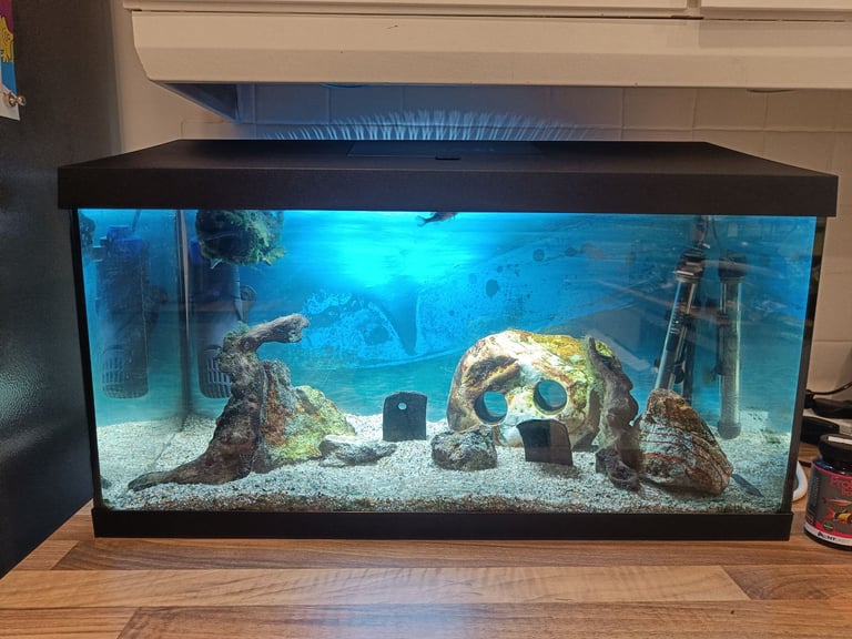 Tropical Fish Tank with 1 Fish