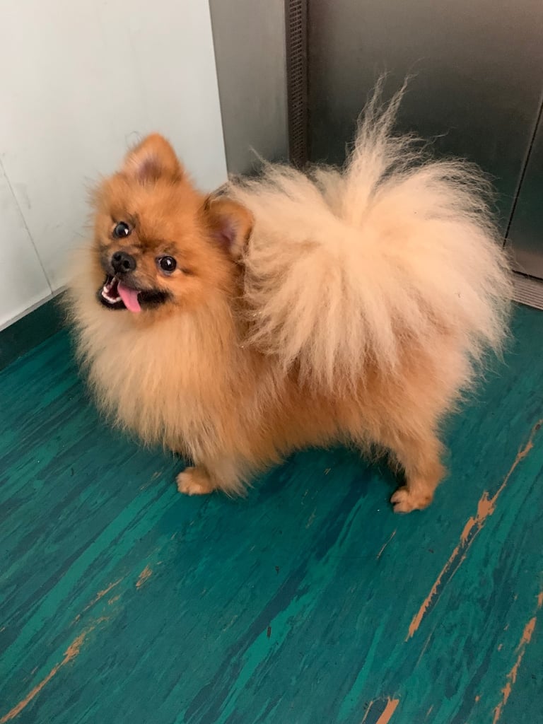 image for Pomeranian in Belfast, Northern Ireland