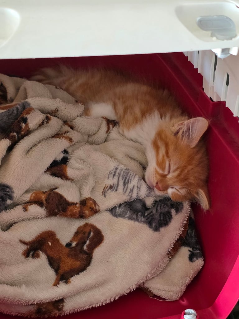 16 week old male kitten