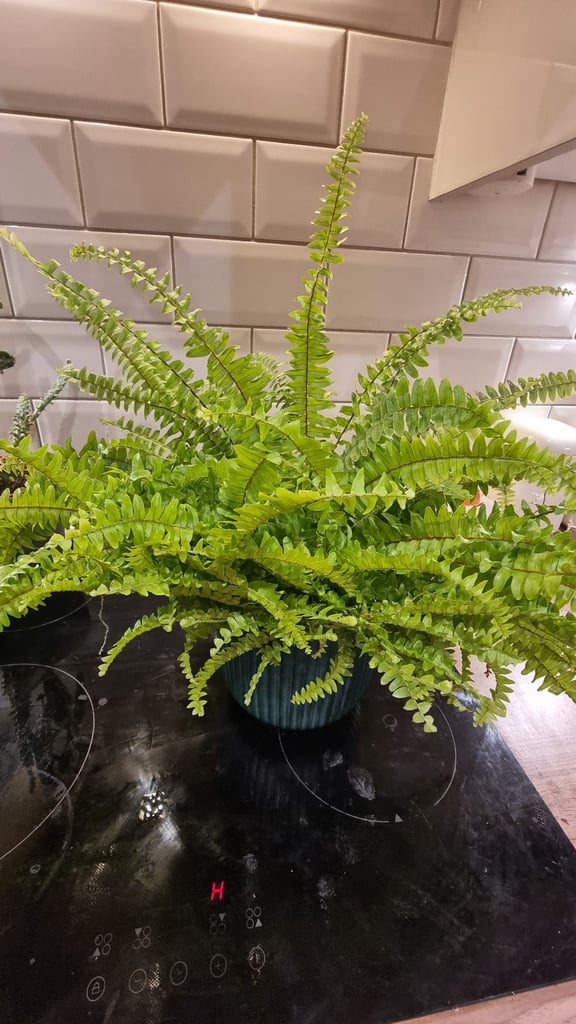 image for Plant