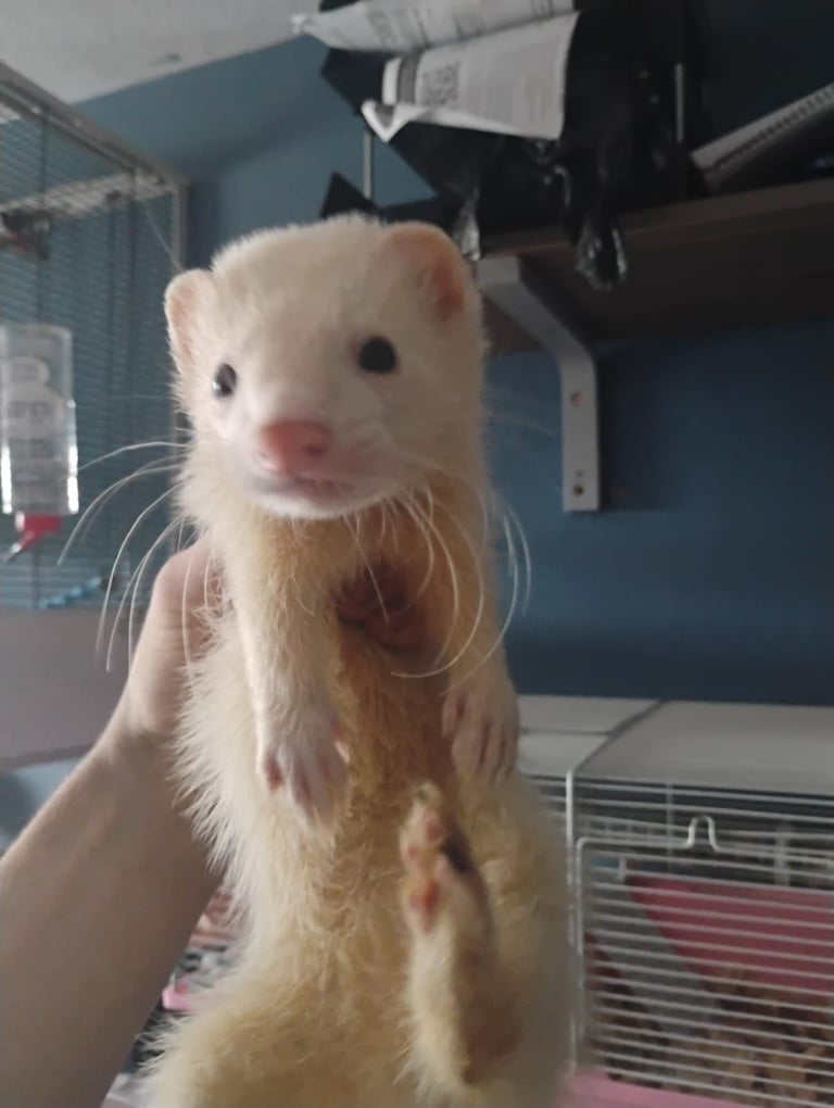 2 female ferrets for sale 