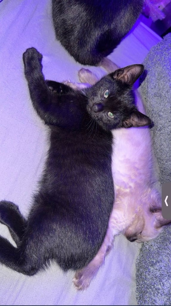 last kitten 