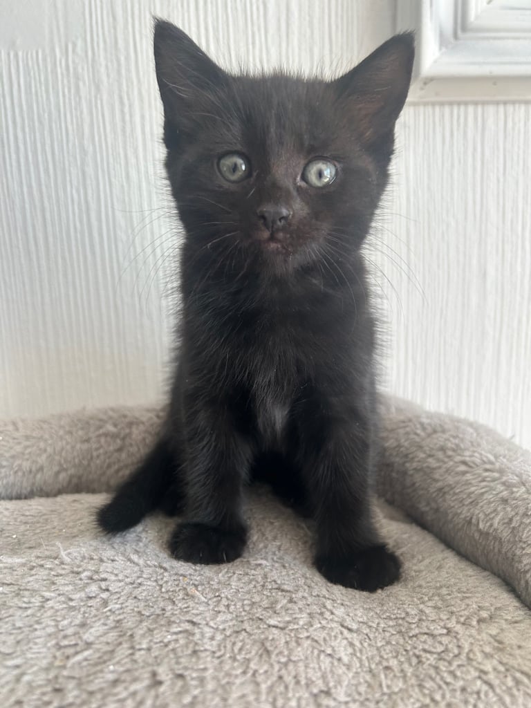 Beautiful black kitten  
