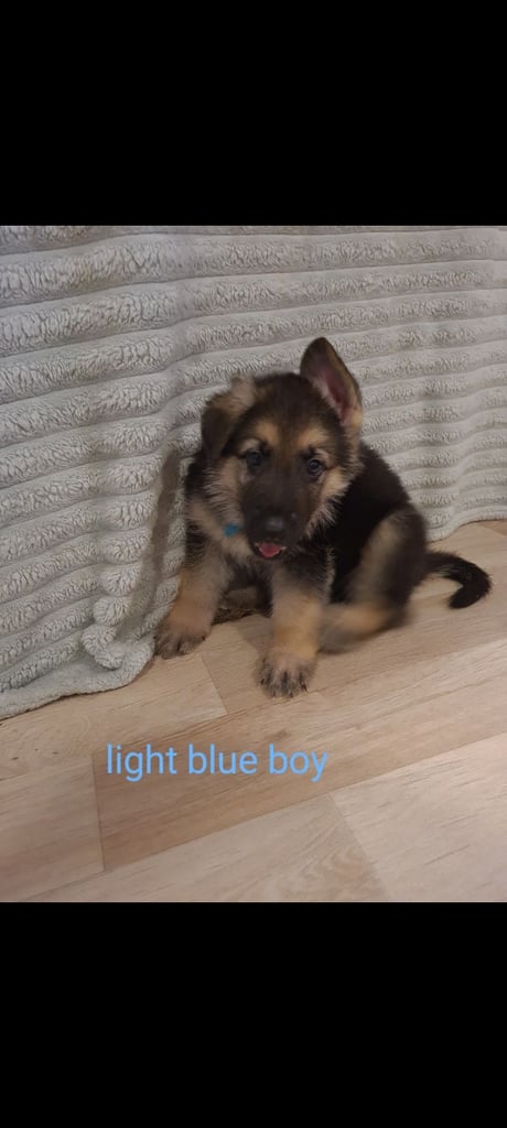 🐾 Adorable 8-Week-Old German Shepherd Puppies Ready for Their Forever Homes! 🐾