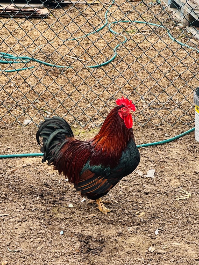 Rooster