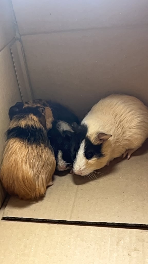 Baby guinea pigs