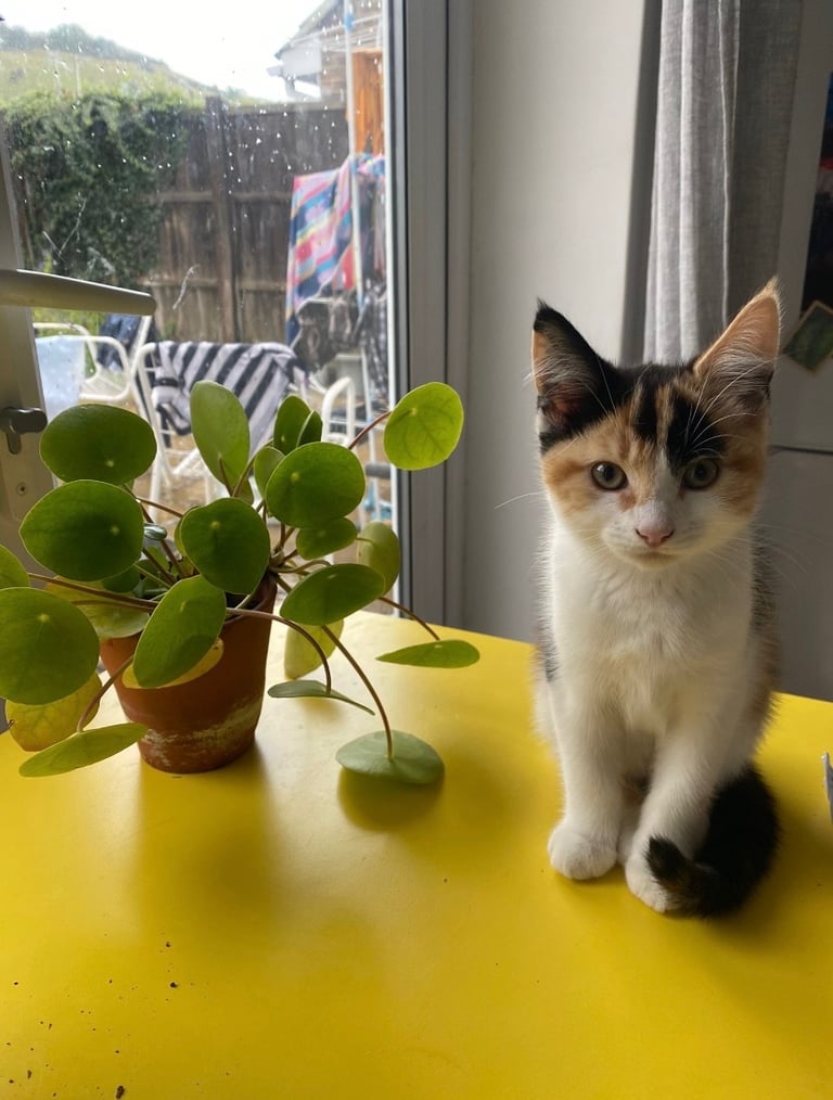 5 month old Calico girl kitten