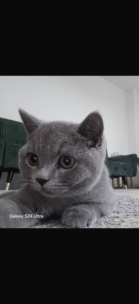 image for British Shorthair cat
