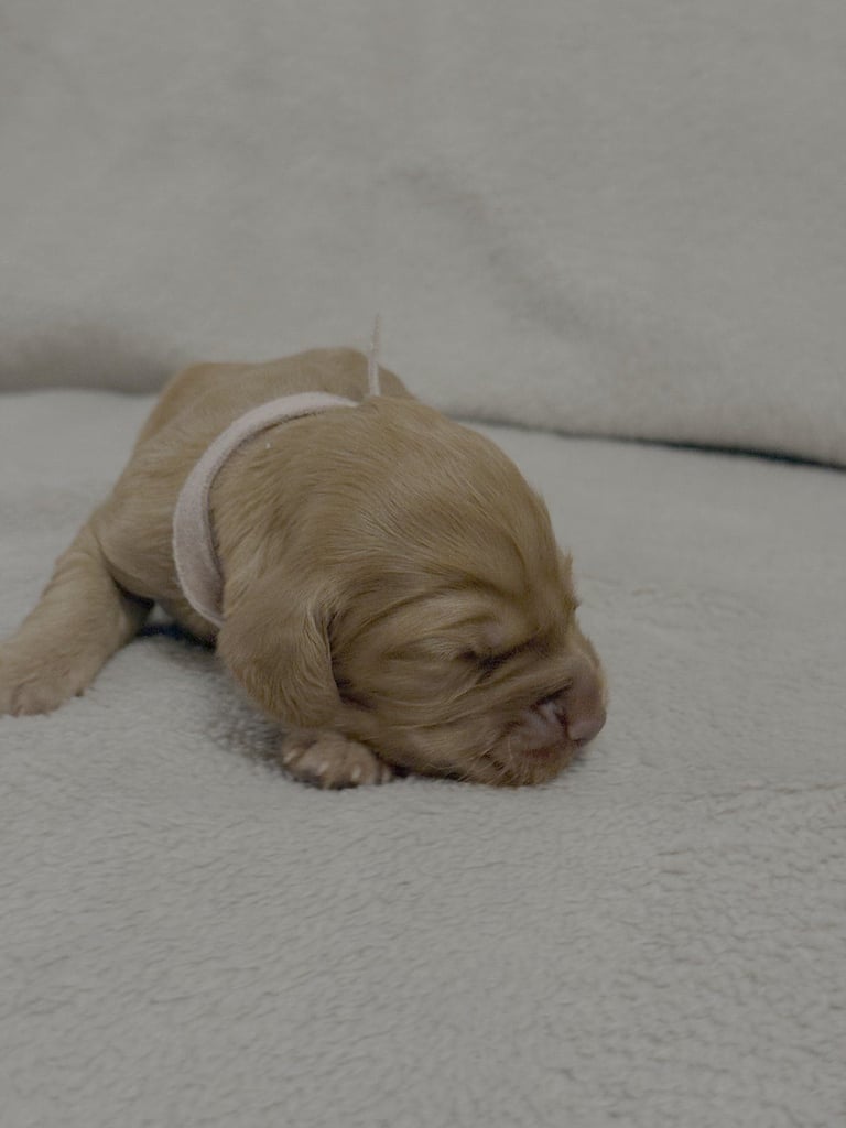 Cocker spaniel puppies for sale