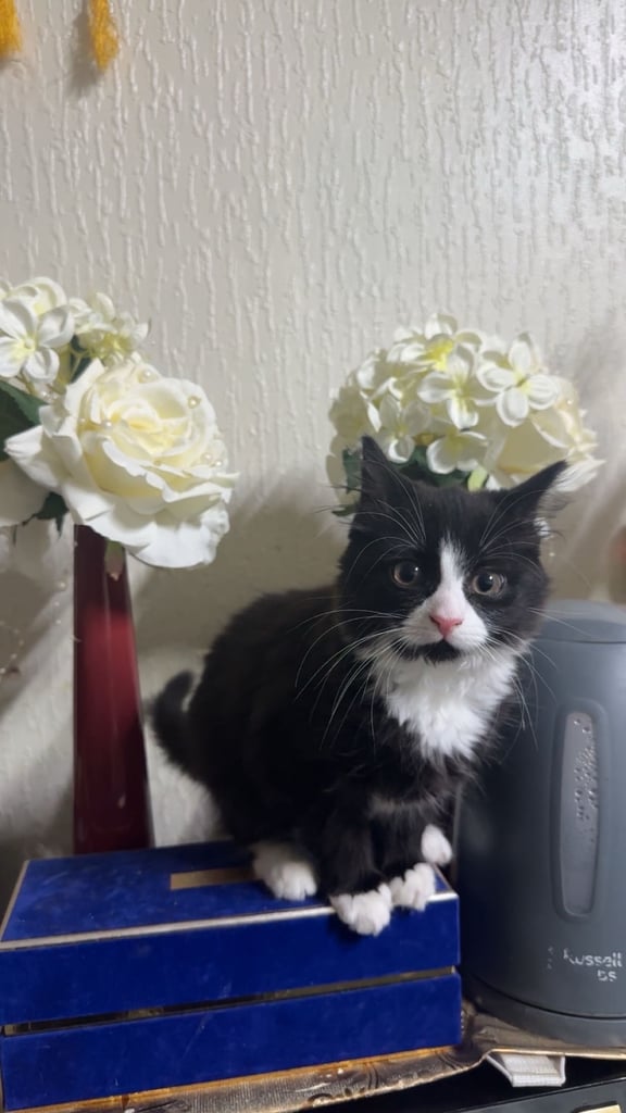 8week trainned kitten