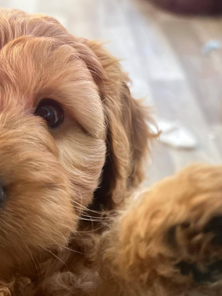 *Final two Cockapoo Puppies for Sale | Ready to take home now!