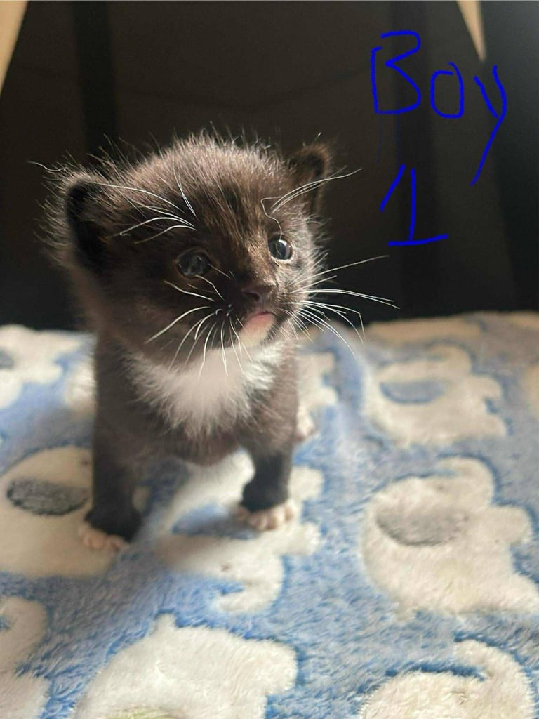 2 male kittens