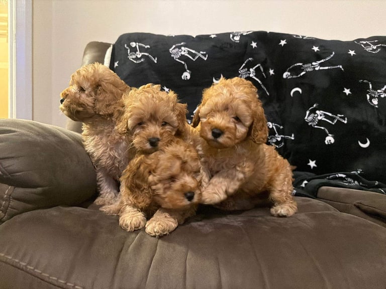 Cockapoo puppies 