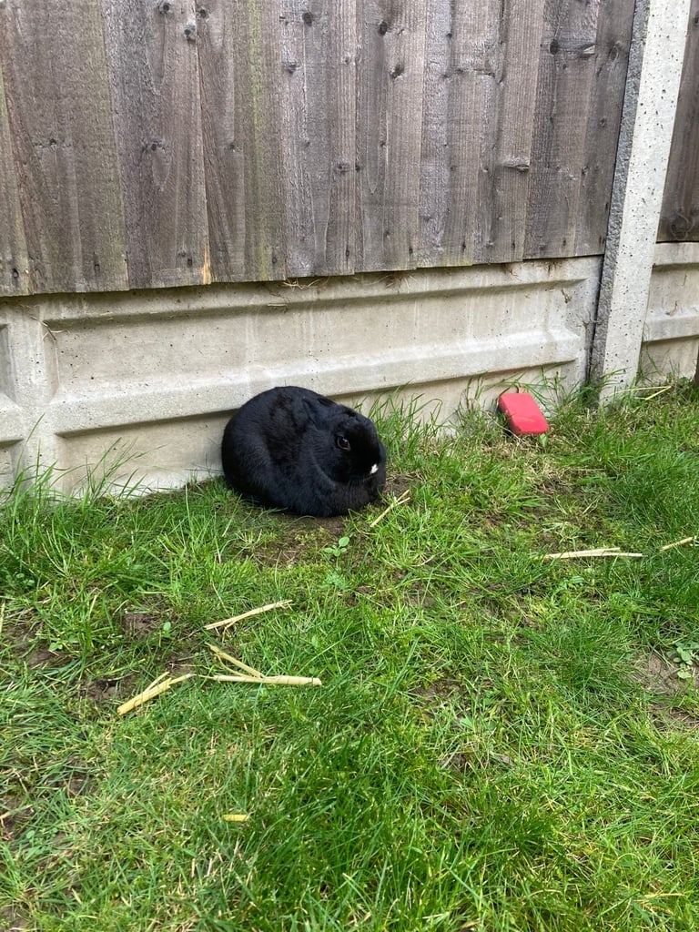 Rabbits - Norwegian Dwarf - With hutch