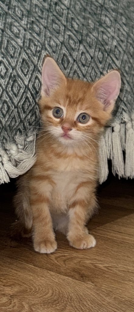 8 week old kittens ready for forever home! 