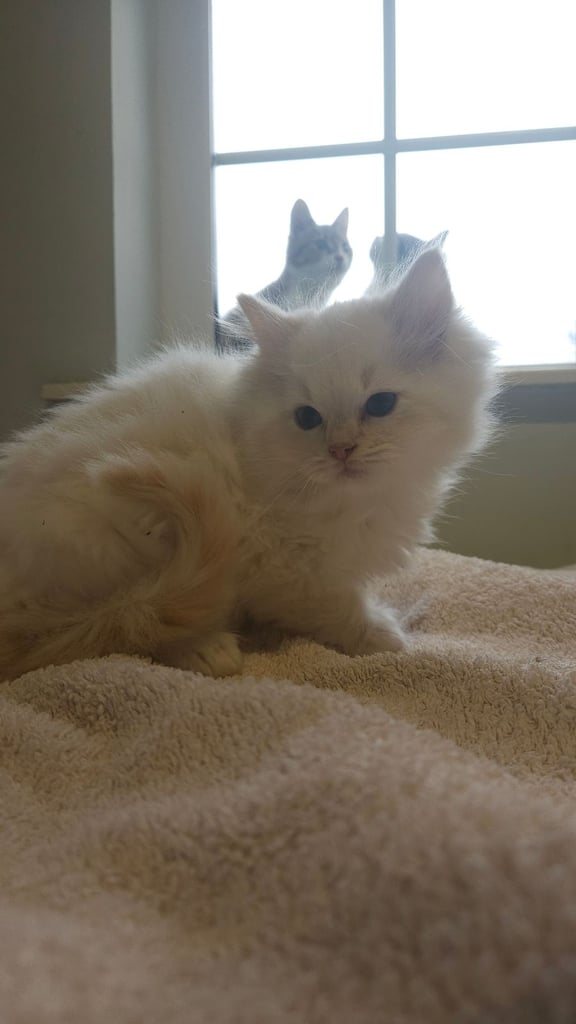 Pedigree ragdoll flamepoint kitten