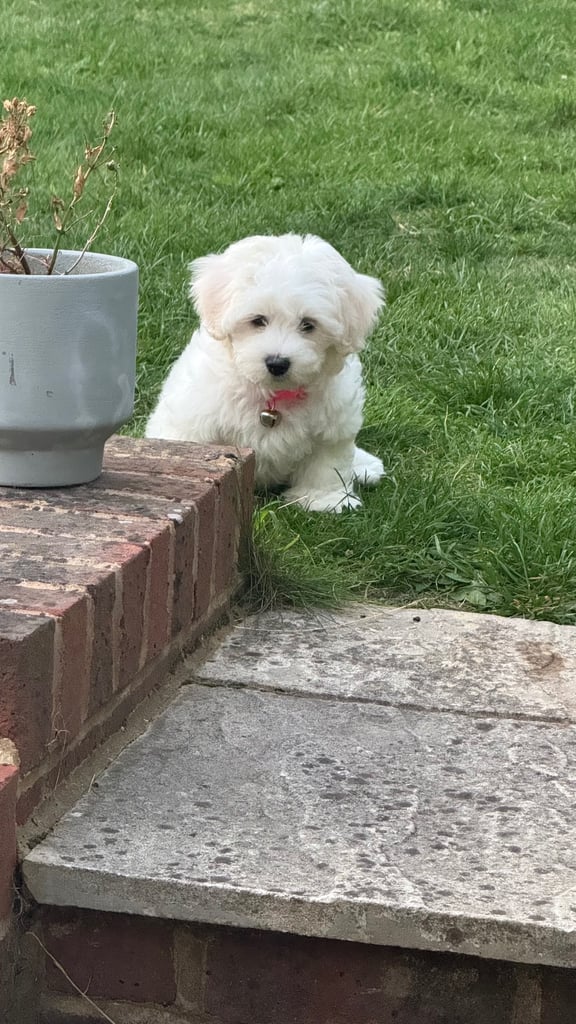 Maltese puppy