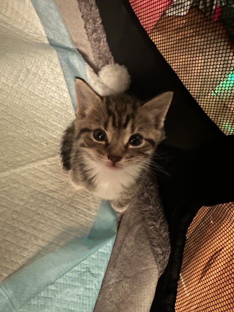 Kittens / Cats