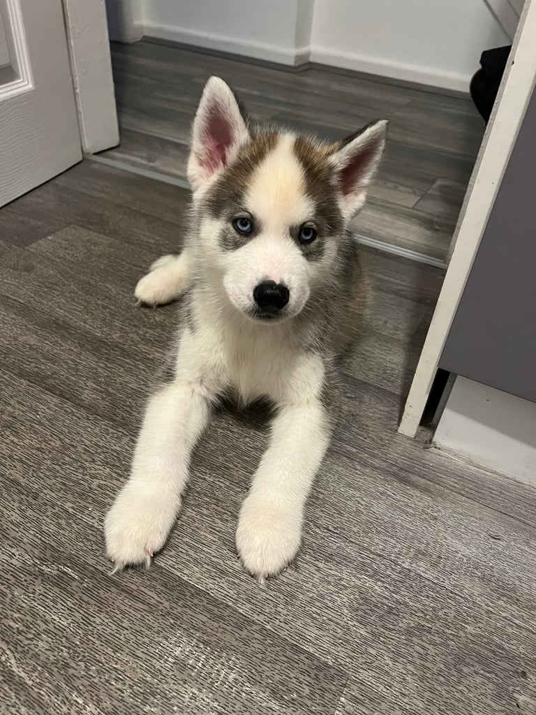 9 week old husky puppy 