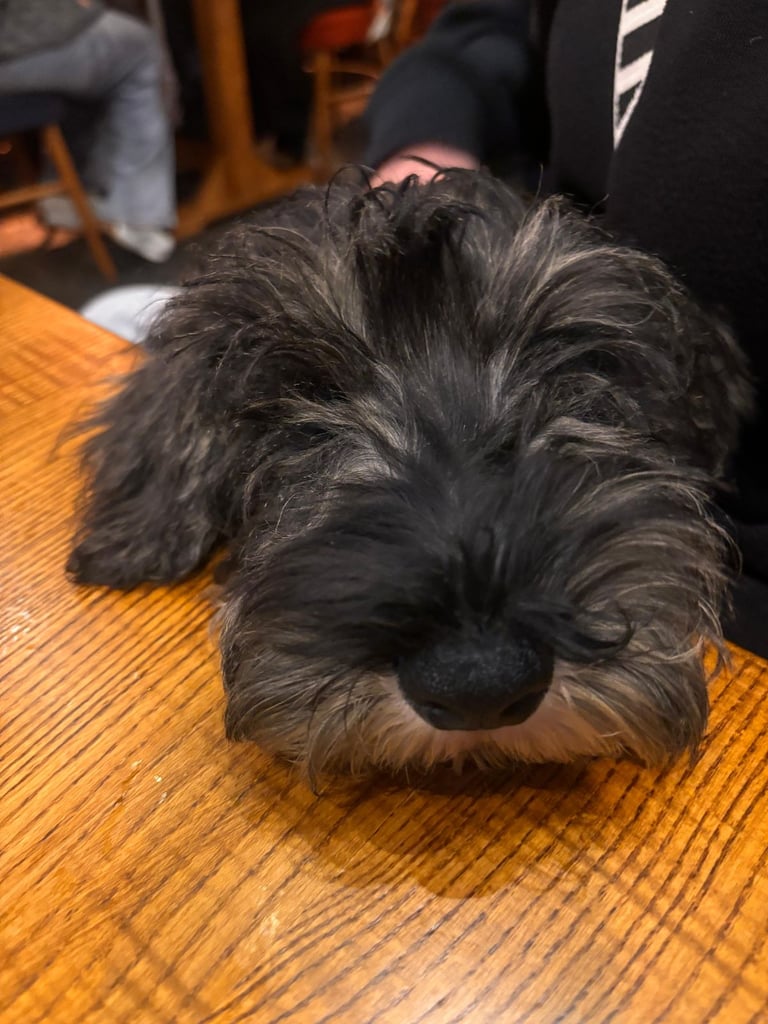 Adorable Miniature Schnauzer Puppies for Sale 