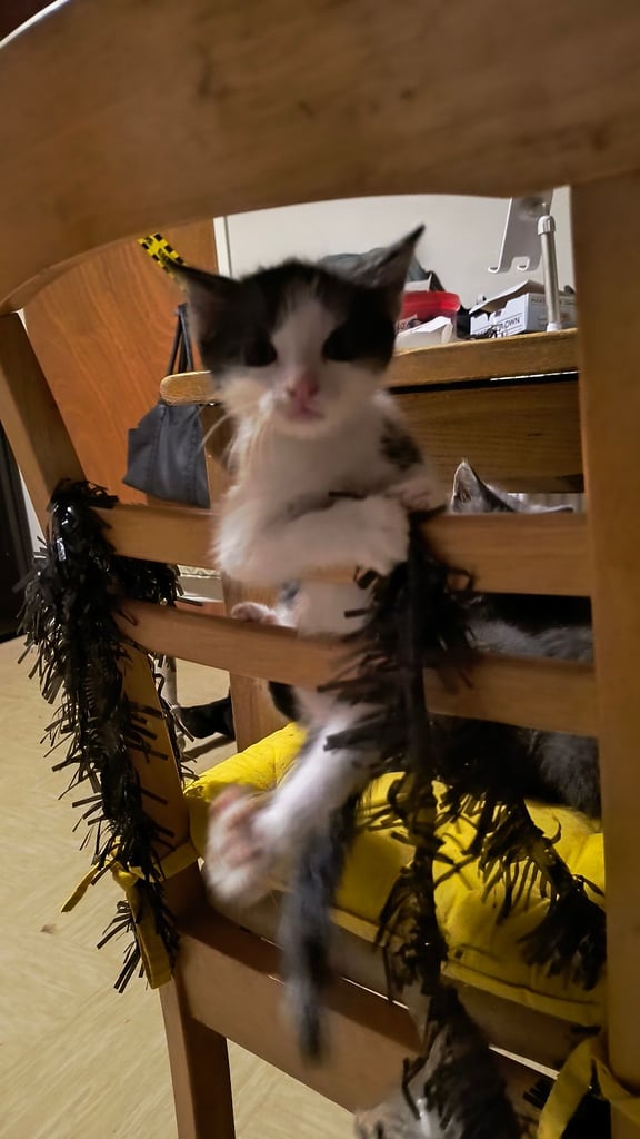Catss kittens
