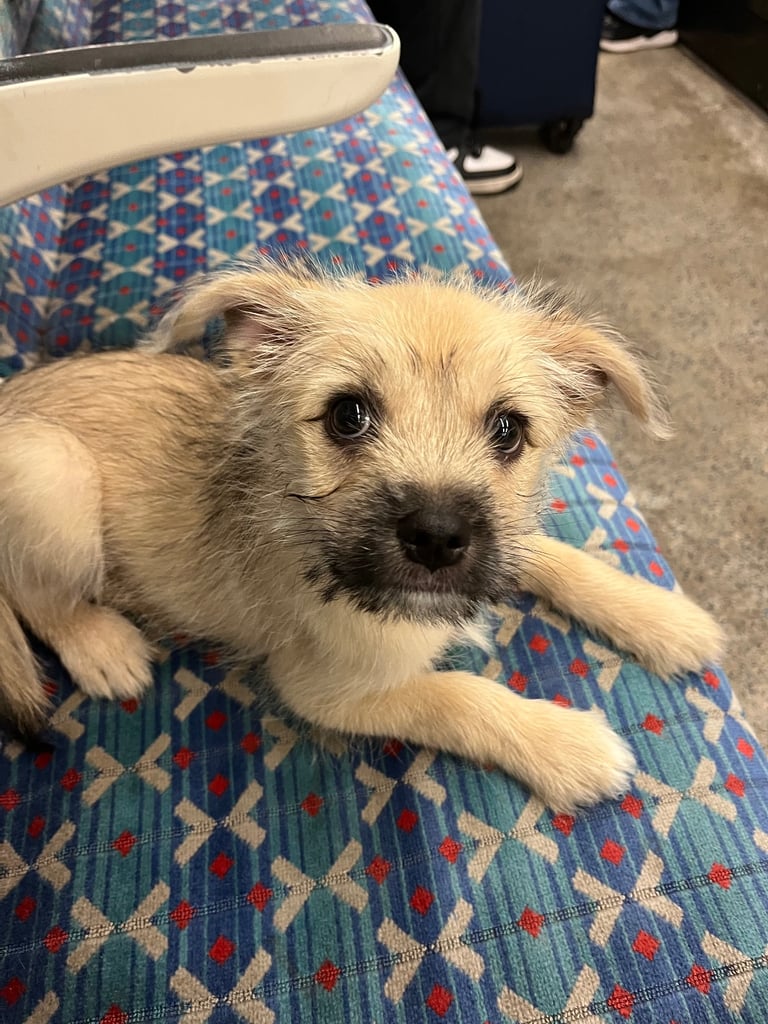 Terrier Mix Little Terriers Toy Fox Terrier Puppies For Sale