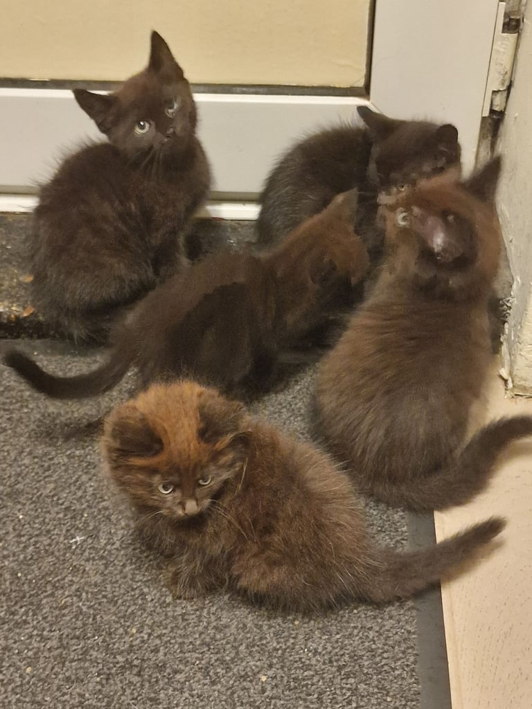2 Orange ( Ginger ) kittens, boys , and 5 black ( persian ) kittens for sale 3 boys and 2 girls