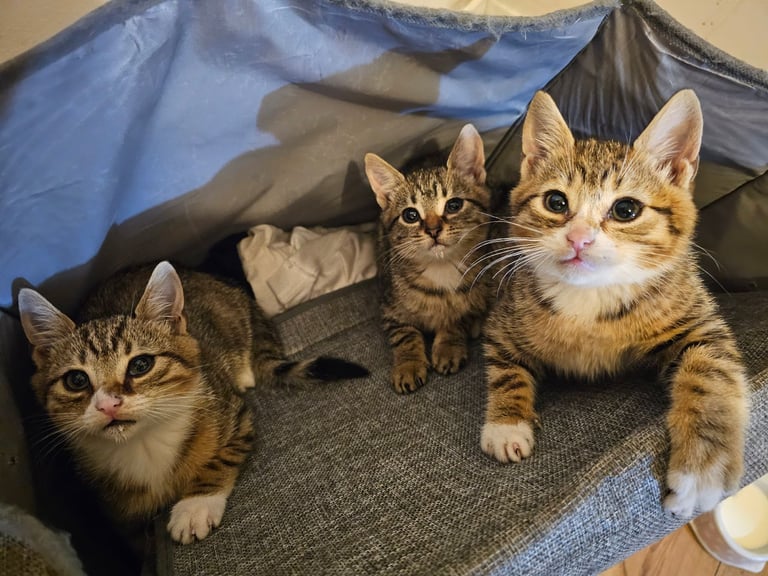 Kitten