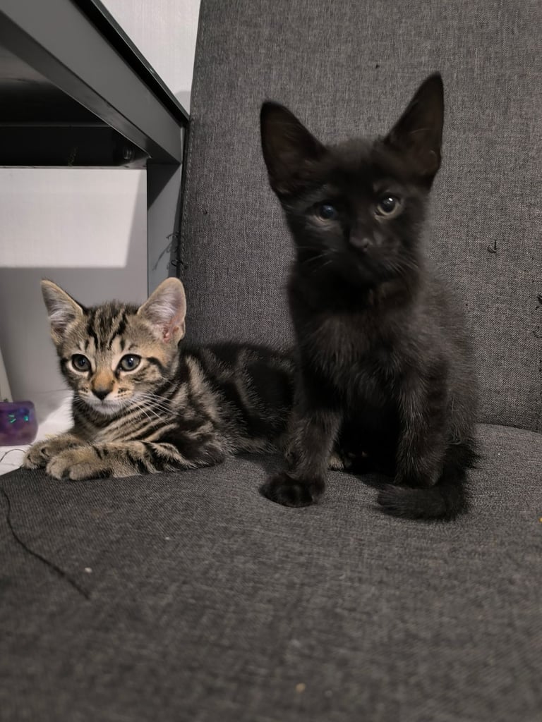 image for Cute kittens. 