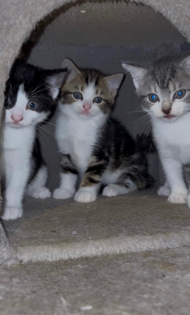 image for Adorable Kittens Looking for Their Forever Homes