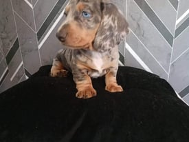 Selling my beautiful dachshund pups 