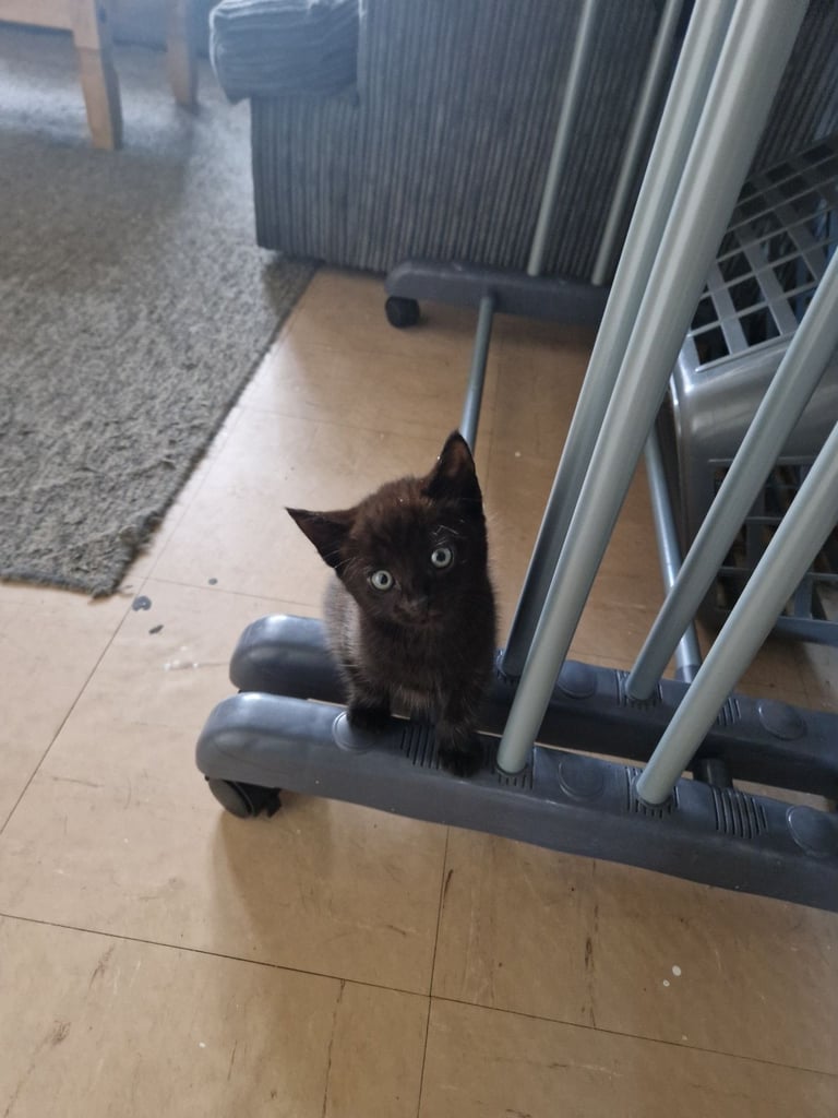 image for Kittens
