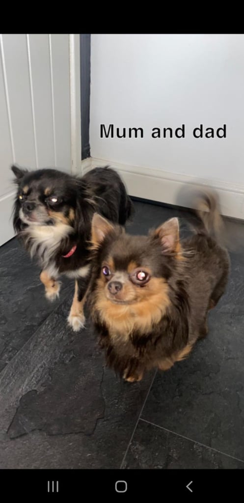 Long haired chihuahua puppys £1100