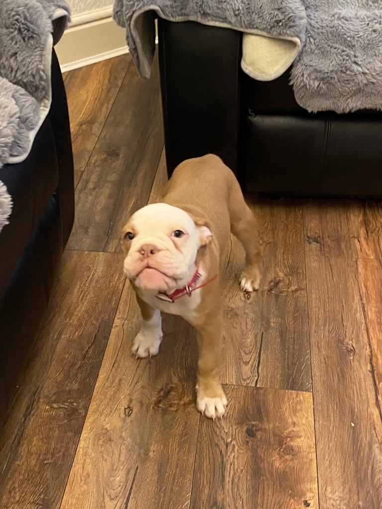 Old English bulldog puppy for sale. 
