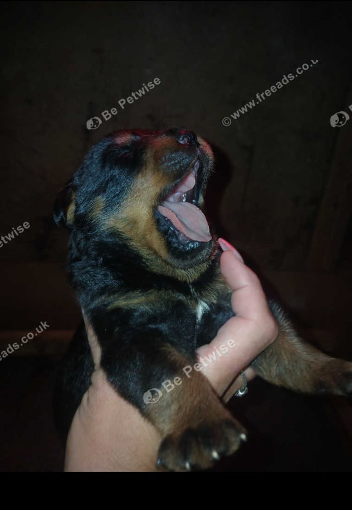 image for Gorgeous german rottweiler puppies