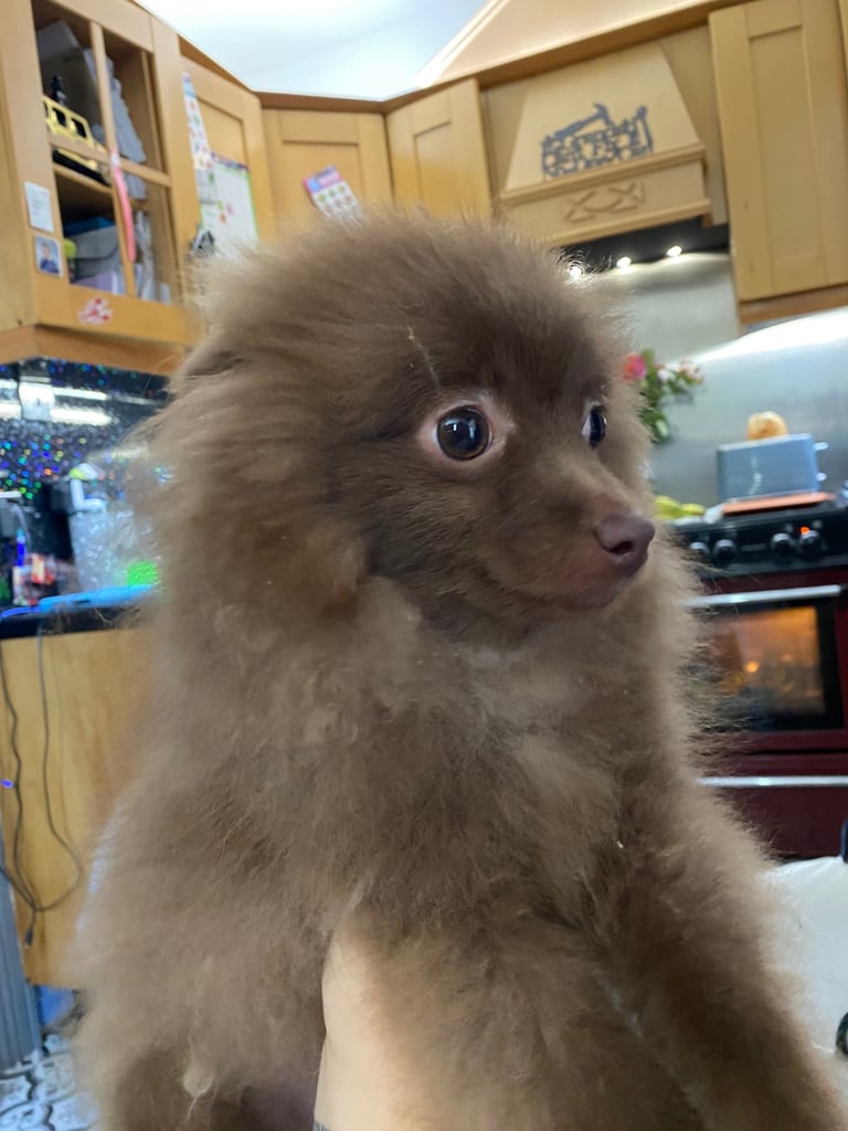 Tiny Pomeranian chocolate 