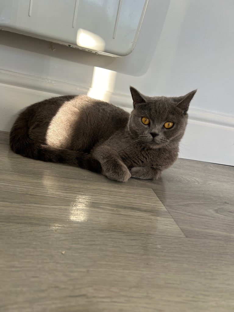 Female British shorthair 