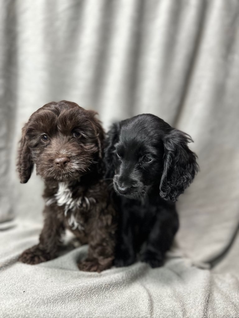 Cockapoo puppys 
